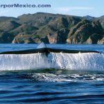 PLAYA LORETO - Viajar por Mexico